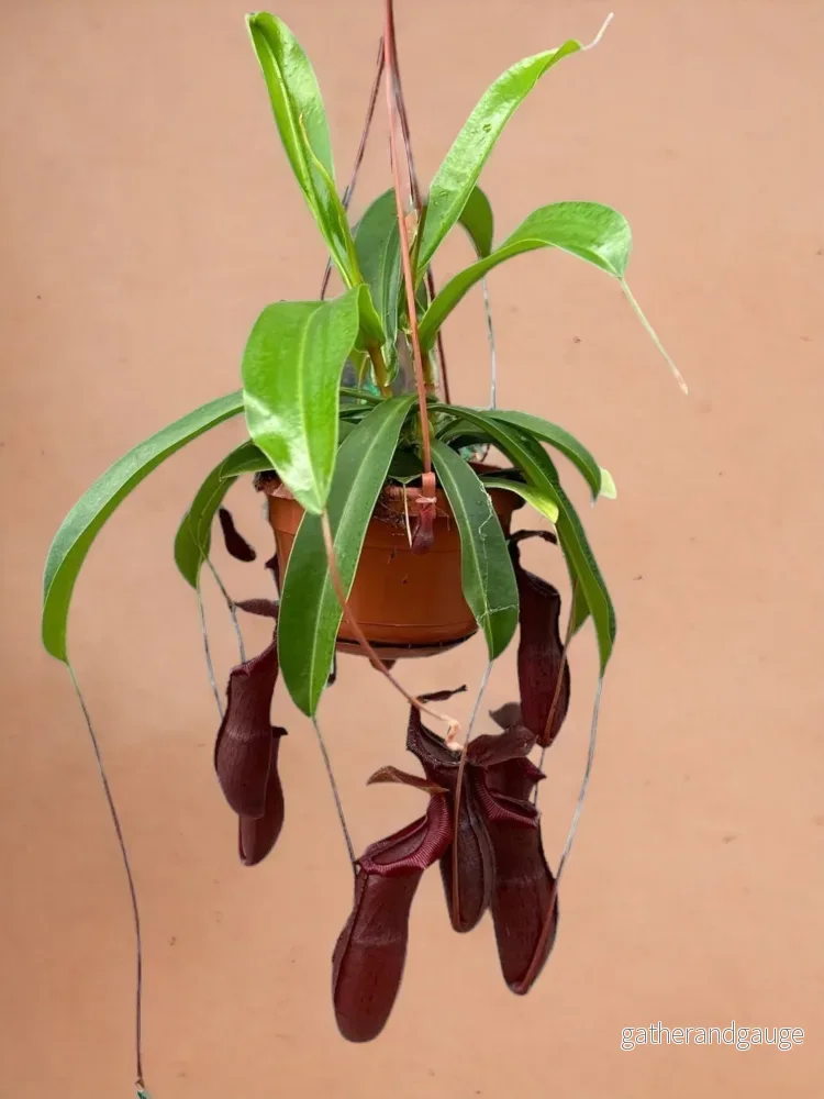 Nepenthes Monkey Jars Bill köttätande växt Nepenthes Monkey Jars Bill köttätande växt