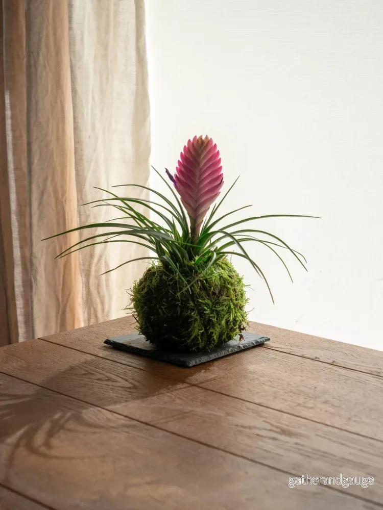 Kokedama – Tillandsia Kokedama – Tillandsia